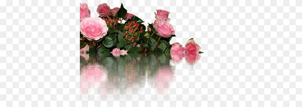 Roses Flower, Flower Arrangement, Flower Bouquet, Plant Free Png Download