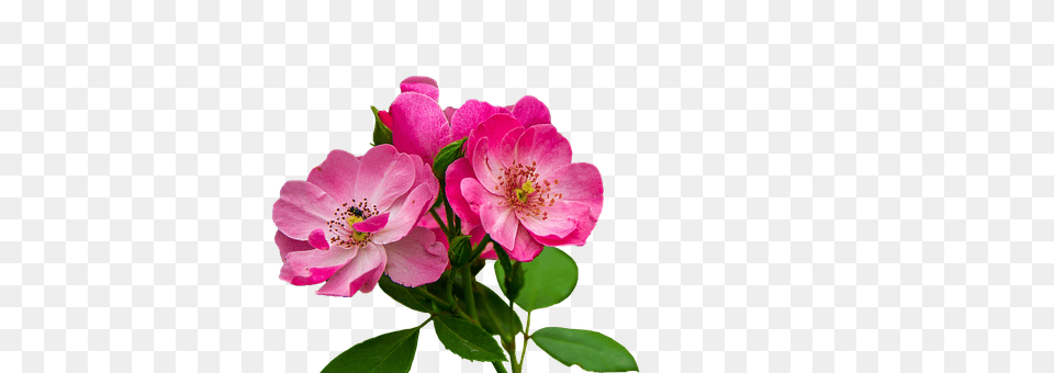 Roses Anemone, Flower, Geranium, Plant Free Transparent Png