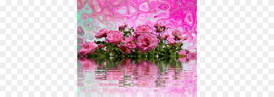 Roses Art, Plant, Pattern, Graphics Free Png