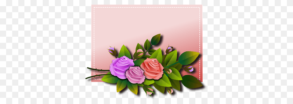 Roses Art, Plant, Graphics, Flower Bouquet Png Image
