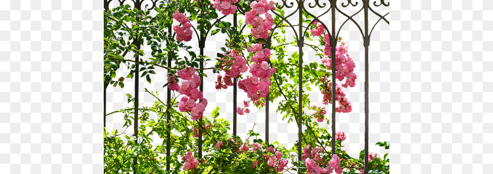 Roses Arbour, Flower, Garden, Geranium Free Png Download