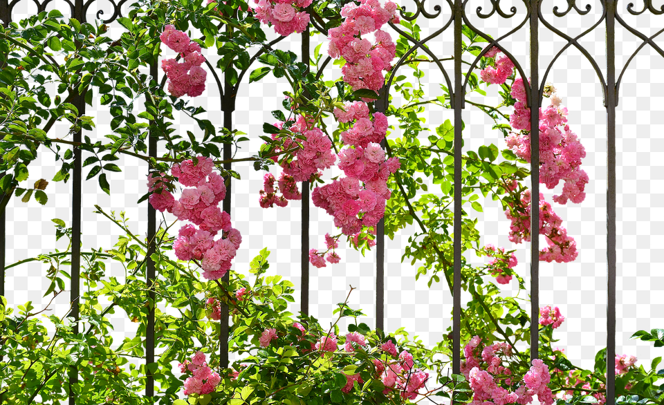 Roses Arbour, Flower, Garden, Geranium Free Png Download