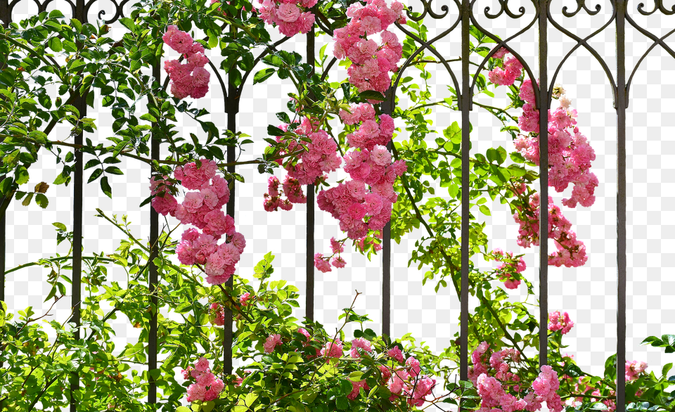 Roses Arbour, Flower, Garden, Geranium Png Image