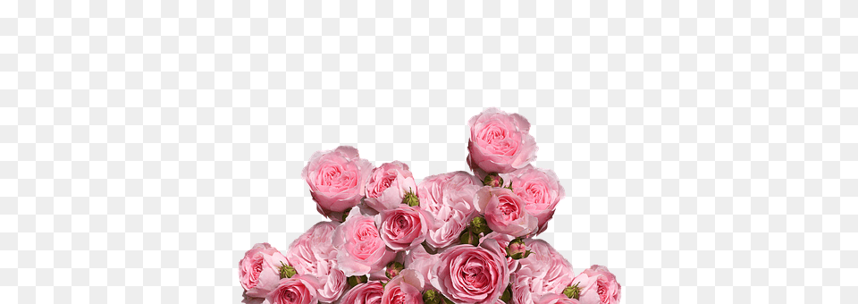 Roses Flower, Flower Arrangement, Flower Bouquet, Plant Free Png