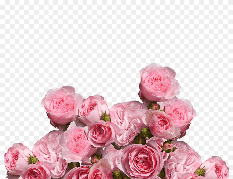 Roses Flower, Flower Arrangement, Flower Bouquet, Plant Free Png