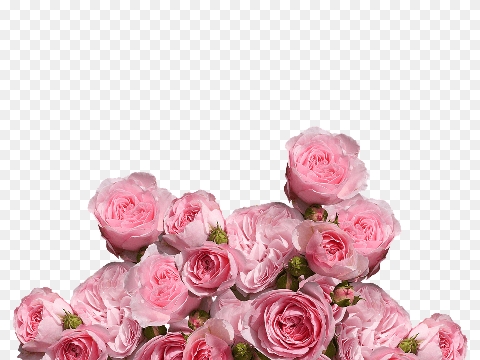 Roses Flower, Flower Arrangement, Flower Bouquet, Plant Png Image