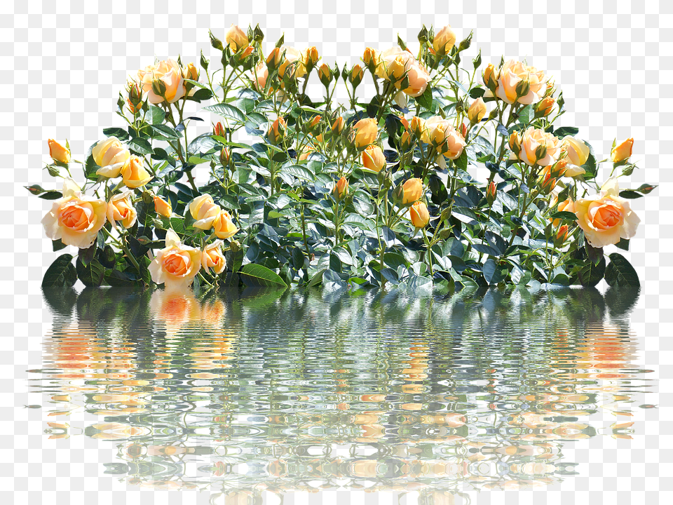 Roses Flower, Flower Arrangement, Flower Bouquet, Plant Free Transparent Png