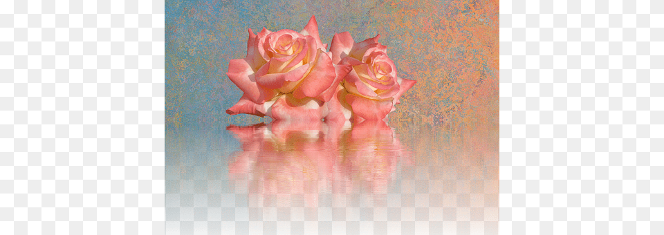 Roses Flower, Petal, Plant, Rose Free Transparent Png