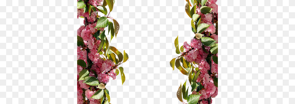 Roses Flower, Plant, Cherry Blossom, Petal Free Png