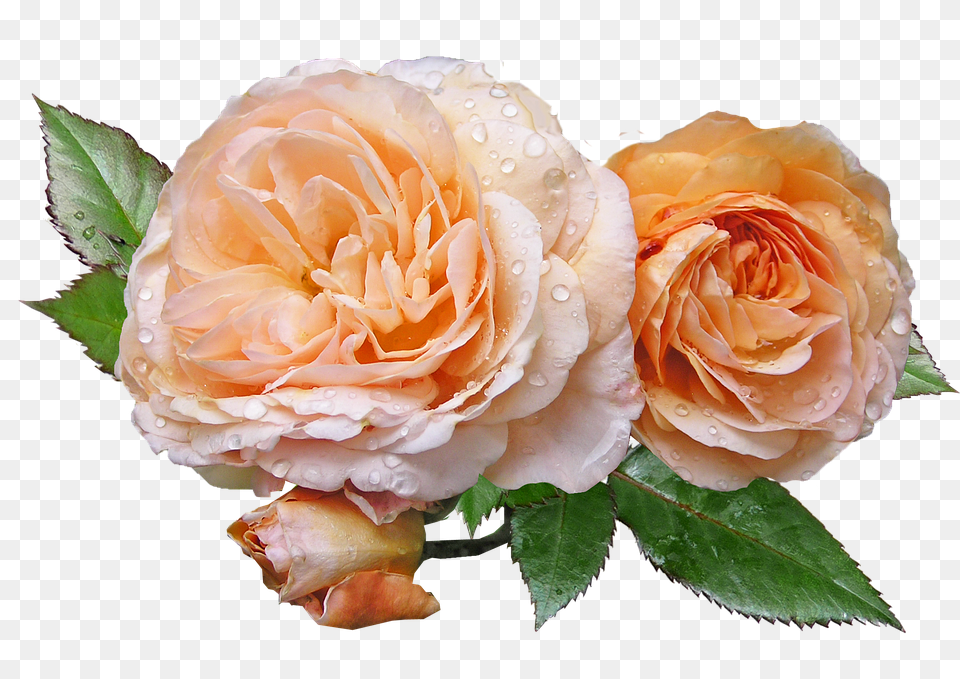 Roses Flower, Plant, Rose, Flower Arrangement Free Png