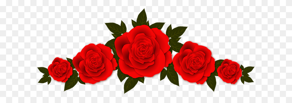 Roses Flower, Plant, Rose Free Transparent Png