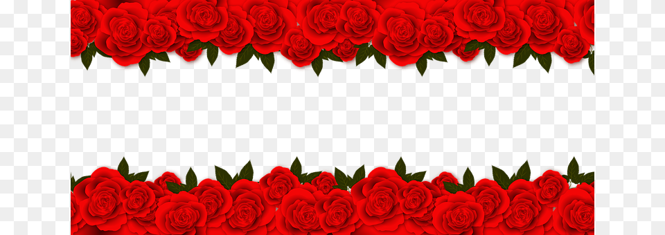 Roses Flower, Plant, Rose, Pattern Free Png