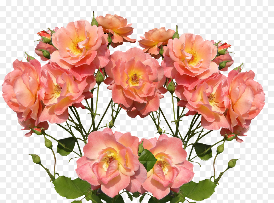 Roses Flower, Flower Arrangement, Flower Bouquet, Geranium Png Image