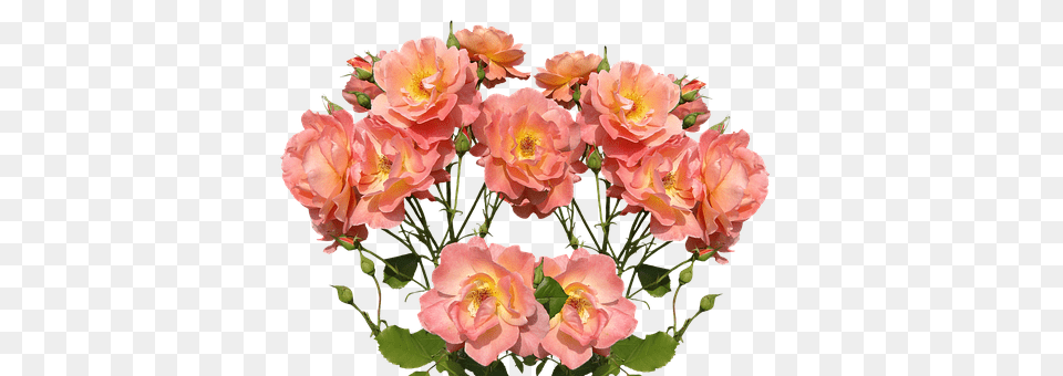 Roses Flower, Flower Arrangement, Flower Bouquet, Geranium Free Png Download