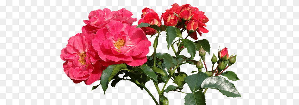 Roses Flower, Flower Arrangement, Flower Bouquet, Geranium Free Transparent Png