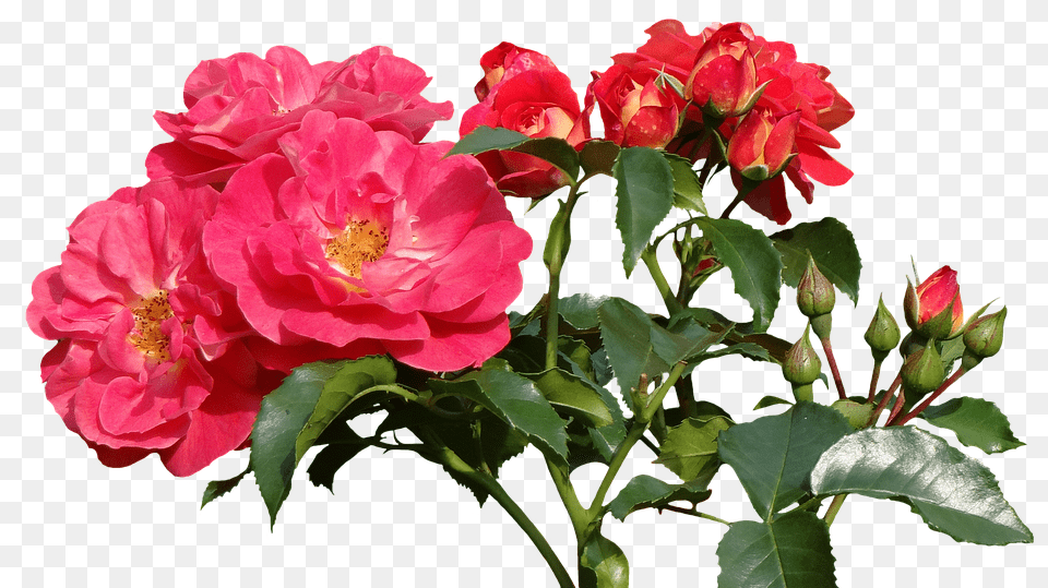 Roses Flower, Geranium, Plant, Rose Free Png