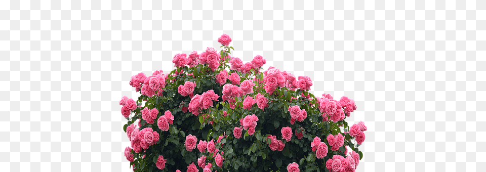 Roses Dahlia, Flower, Geranium, Plant Free Png Download