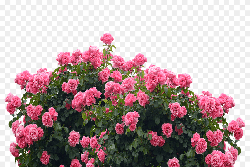 Roses Flower, Geranium, Plant, Rose Free Png
