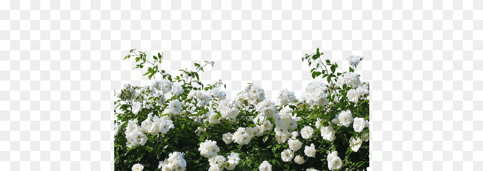 Roses Flower, Geranium, Plant, Petal Png