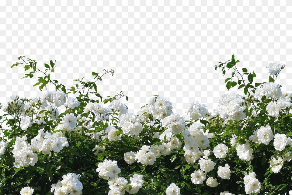 Roses Flower, Geranium, Petal, Plant Free Png Download
