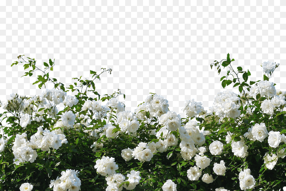 Roses Flower, Geranium, Petal, Plant Png