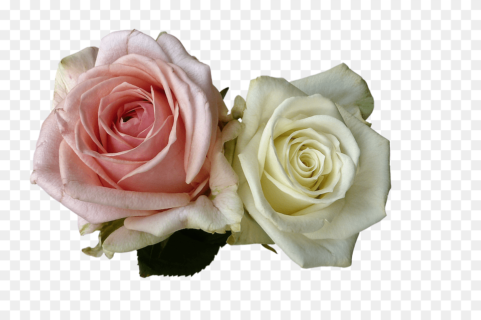 Roses Flower, Flower Arrangement, Flower Bouquet, Plant Png