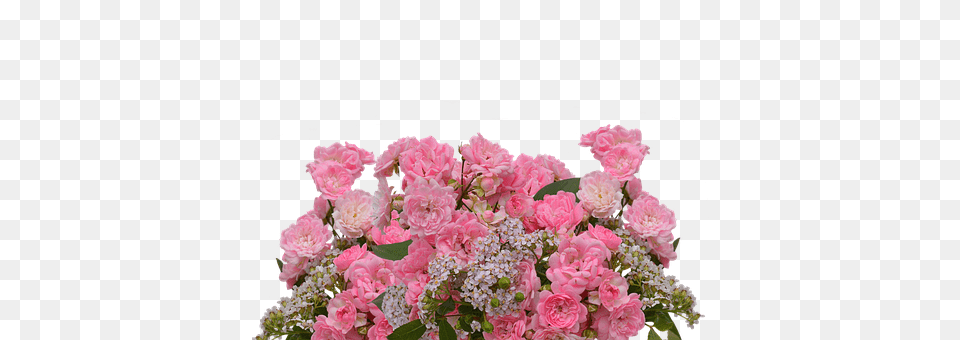 Roses Flower, Flower Arrangement, Flower Bouquet, Plant Free Png