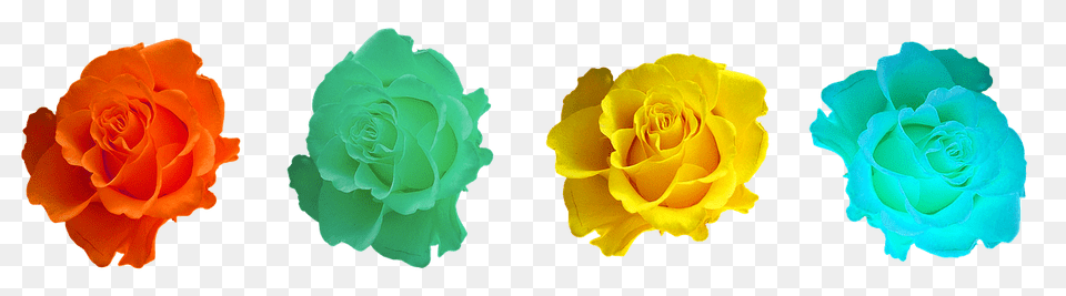 Roses Flower, Plant, Rose, Carnation Free Png