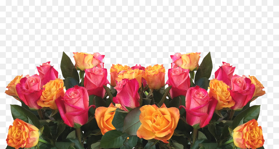 Roses Flower, Flower Arrangement, Flower Bouquet, Plant Png Image