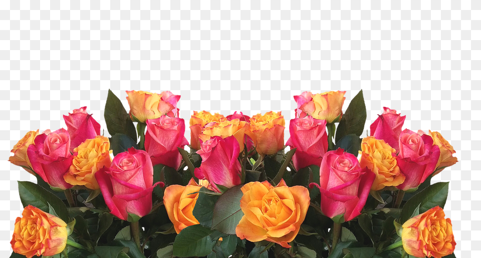 Roses Flower, Flower Arrangement, Flower Bouquet, Plant Png