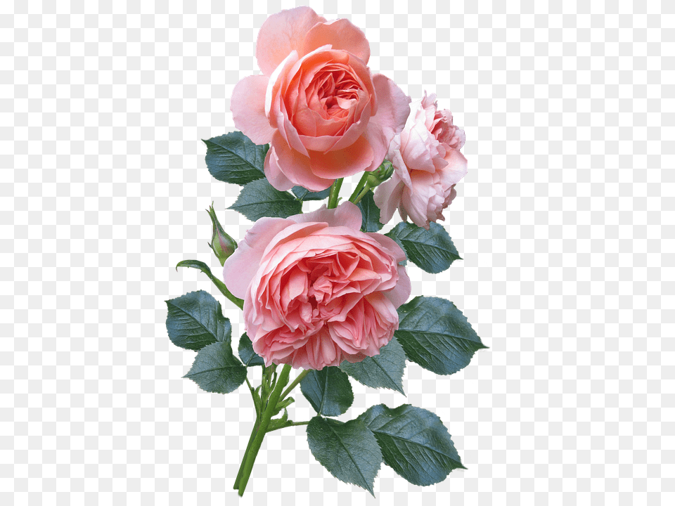 Roses Flower, Flower Arrangement, Flower Bouquet, Plant Png