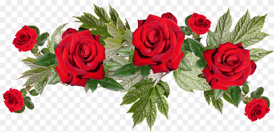 Roses Flower, Plant, Rose, Flower Arrangement Free Transparent Png