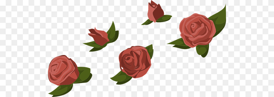 Roses Flower, Plant, Rose, Petal Png Image