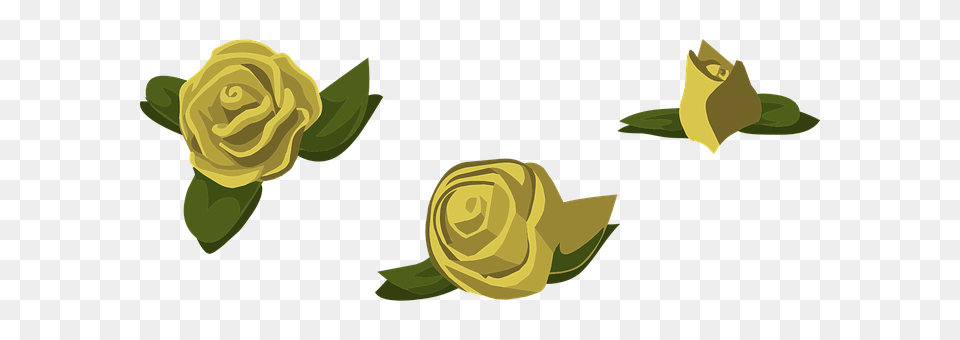 Roses Flower, Plant, Rose, Petal Png