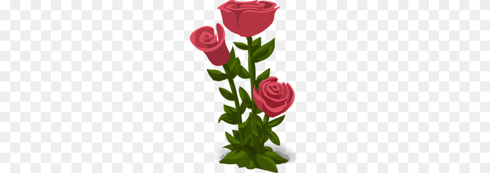 Roses Flower, Rose, Plant, Weapon Png