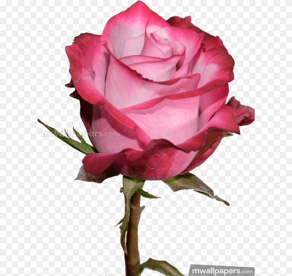 Roses Beautiful Hd Photos Blue Rose Pic Hd Download, Flower, Plant, Petal Png Image