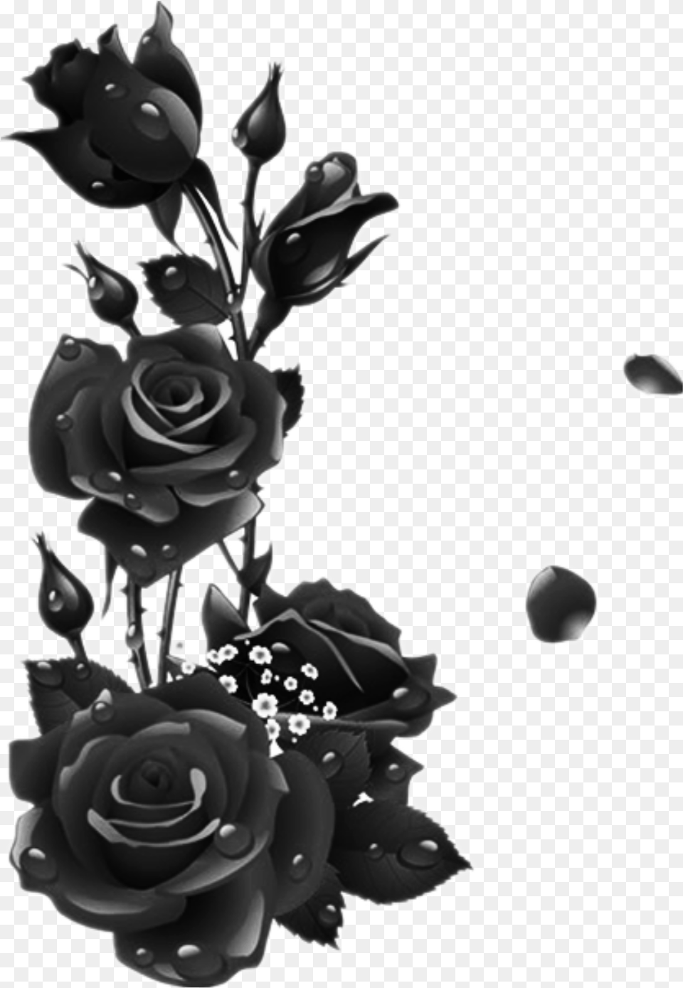 Roses Black Rose Leaves Garden Drops Black Rose Frame, Art, Floral Design, Flower, Graphics Free Png Download