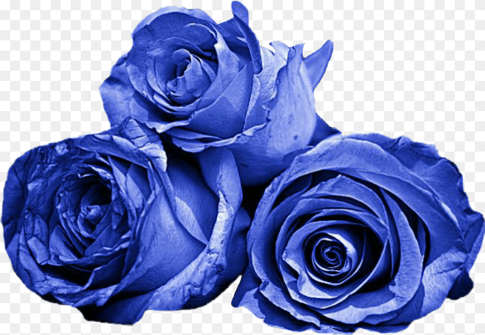 Roses Blue Aestheticblue, Flower, Plant, Rose Free Transparent Png