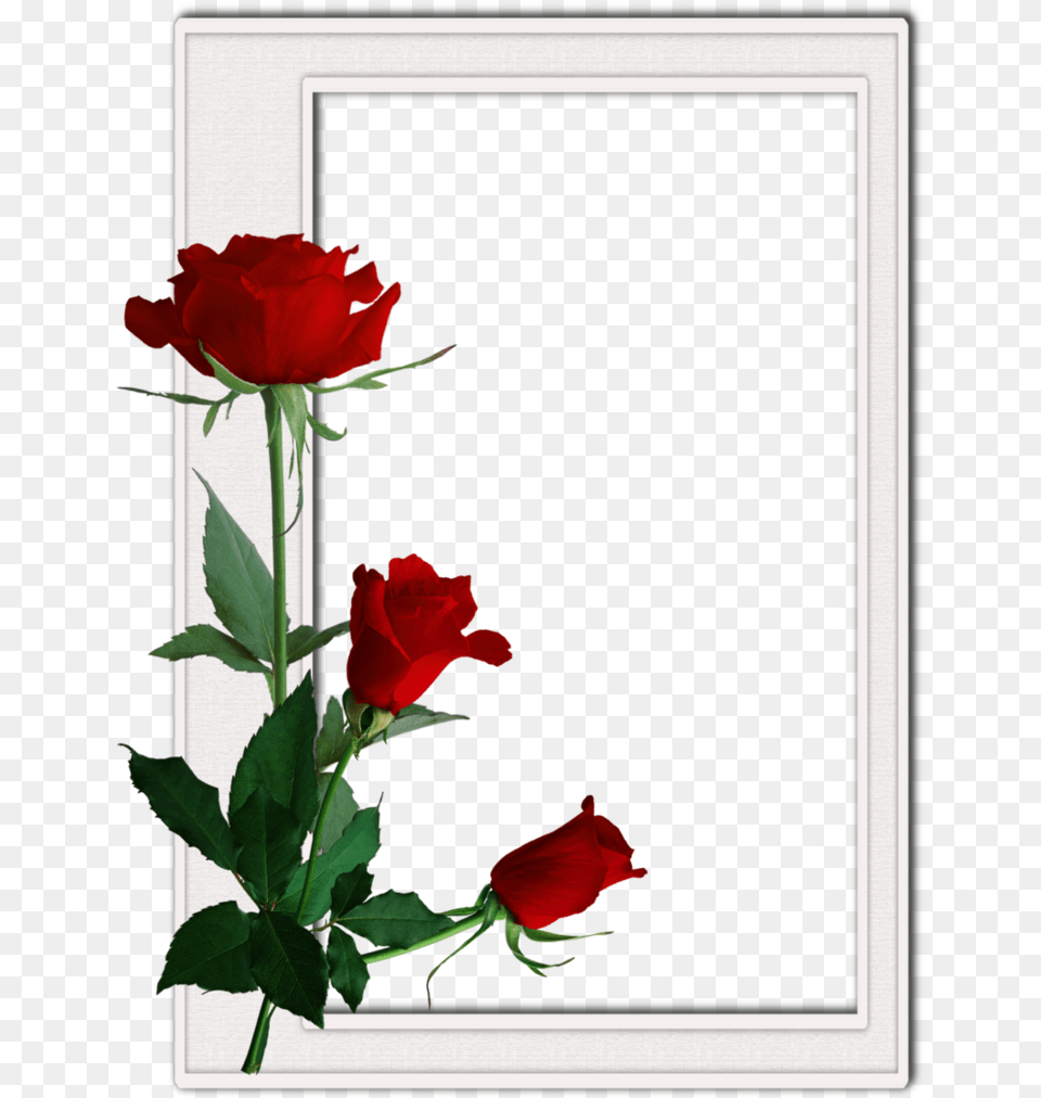 Roses Borders And Frames, Flower, Plant, Rose, Flower Arrangement Free Png Download