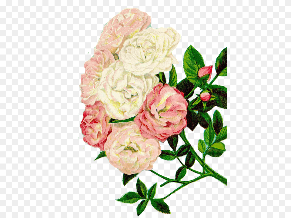 Roses Clipart Art, Plant, Pattern, Graphics Png Image