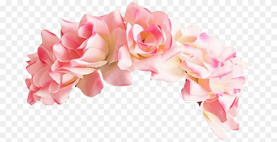 Roses Corona Corona De Rosas Pink Flower Crown, Petal, Plant, Rose, Flower Arrangement Free Png