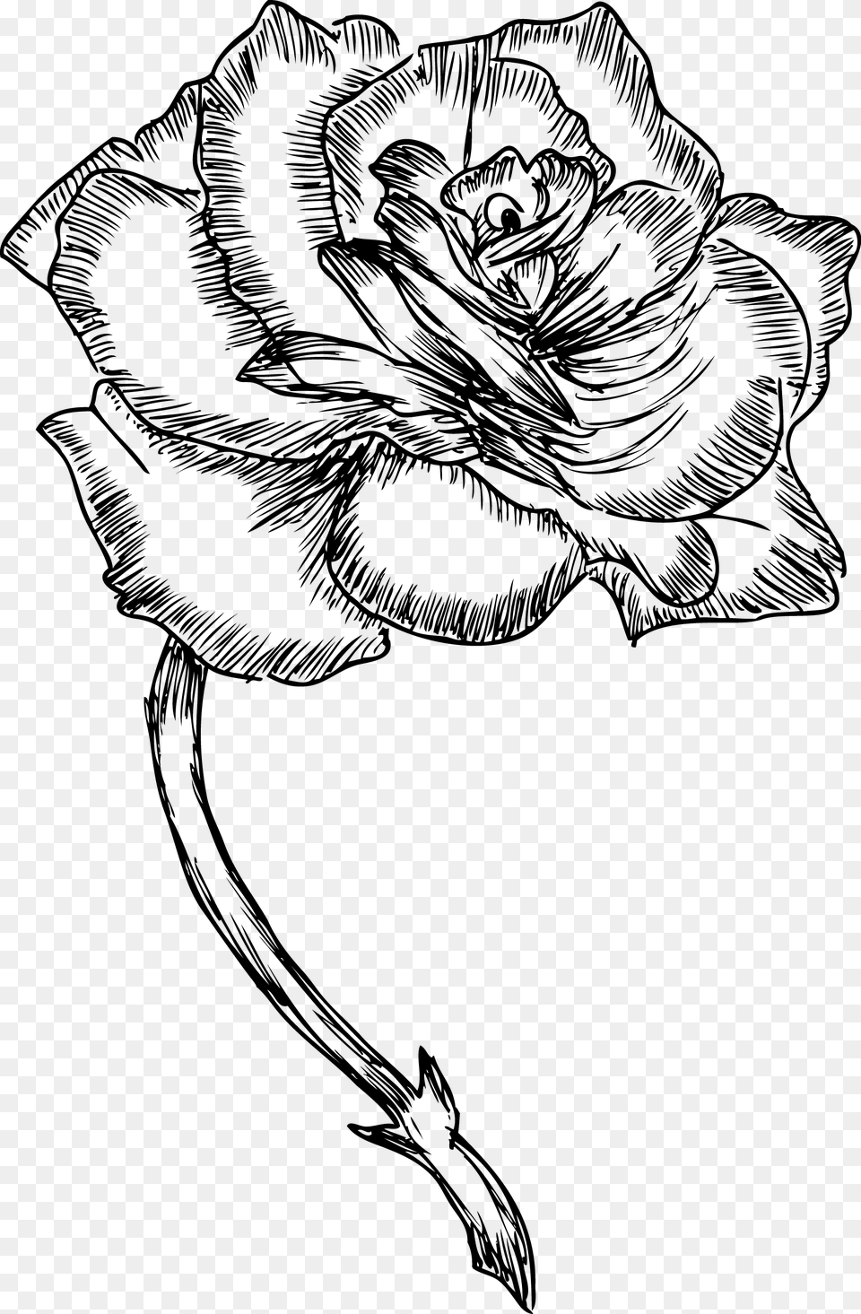 Roses Drawing Bw, Gray Free Png