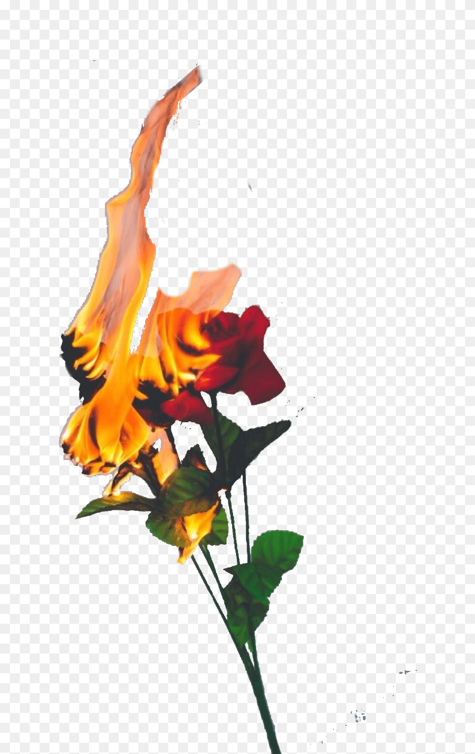 Roses Fire Flames Freetoedit Burning Rose, Flower, Leaf, Petal, Plant Free Png Download