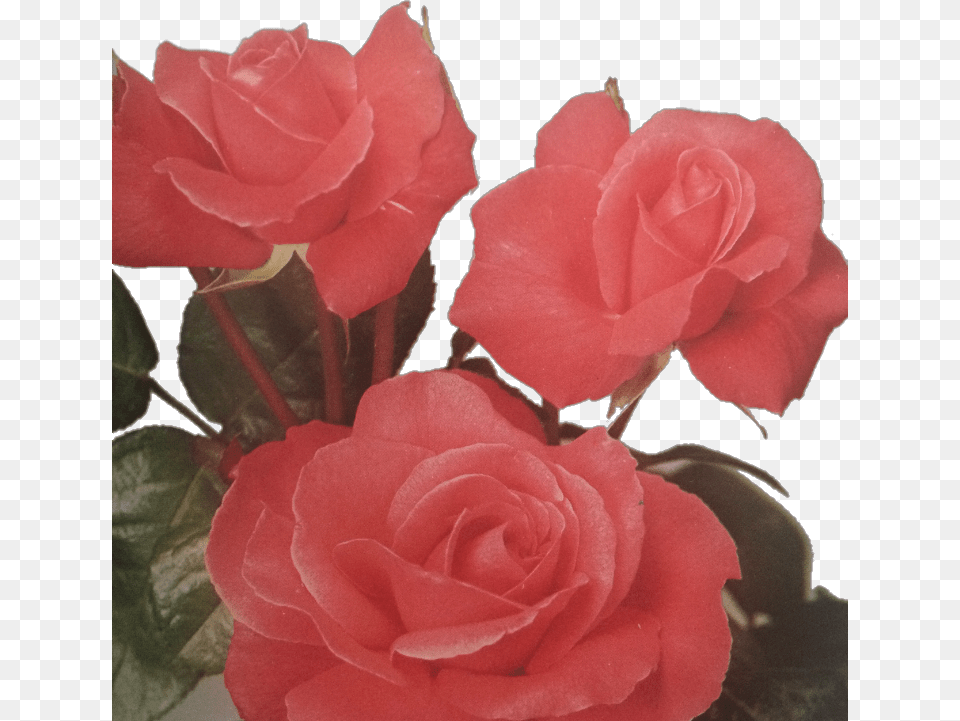 Roses Floral Tumblraesthetic Roseaesthetic Aesthetic Garden Roses, Flower, Plant, Rose, Petal Png