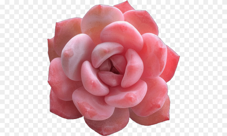 Roses Floral Tumblraesthetic Roseaesthetic Aesthetic Types Of Pink Succulents, Dahlia, Flower, Petal, Plant Png