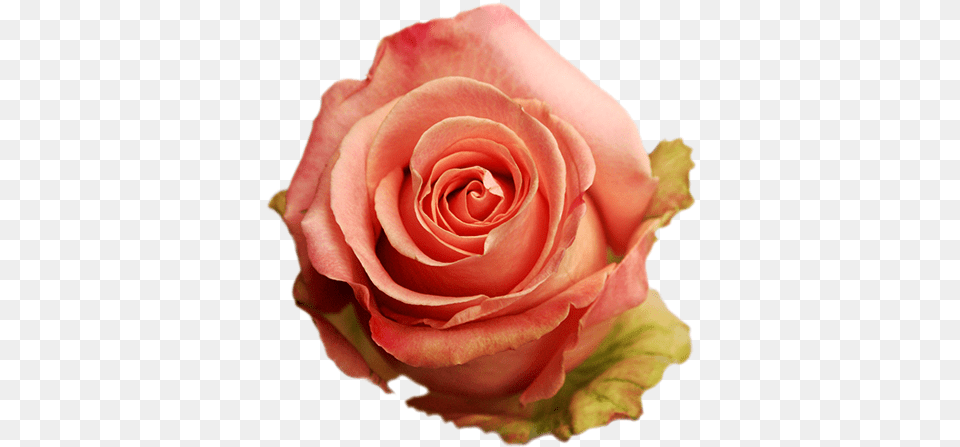 Roses Flower, Plant, Rose, Petal Png Image