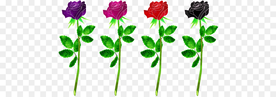 Roses Flowers Flower, Petal, Plant, Rose Free Png Download