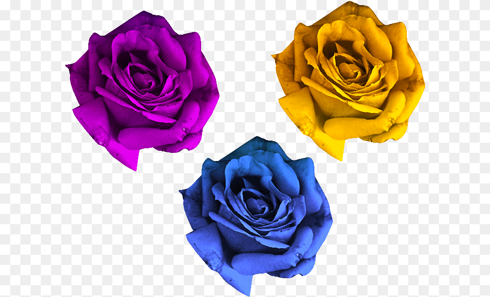 Roses Flowers, Flower, Plant, Rose Png Image