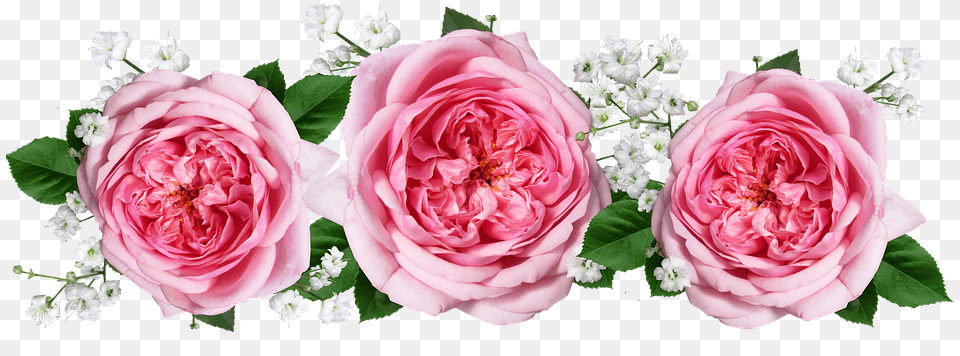 Roses Flowers Arrangement Flores Rosas Rosas, Flower, Flower Arrangement, Flower Bouquet, Plant Free Png