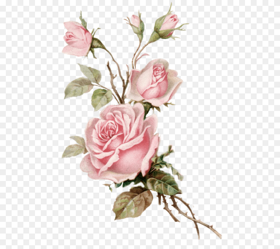 Roses Flowers Flores Rosas Aesthetic Vintage Pink Roses Background, Art, Plant, Graphics, Flower Bouquet Free Transparent Png